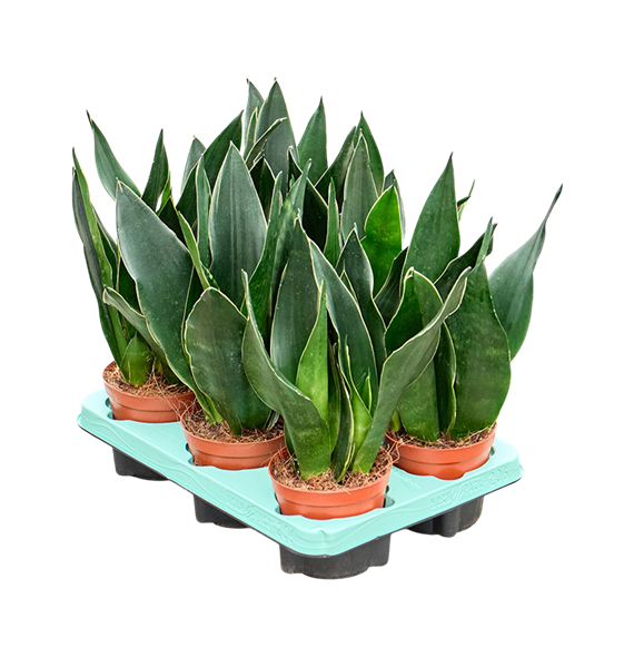 Taščin jezik - Taščin jezik - Sanseveria Black Diamond 6/tray F00000499