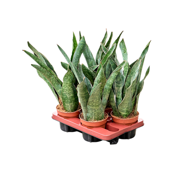Taščin jezik - Taščin jezik - Sanseveria aubrytiana 4/tray 4SAAUTU23