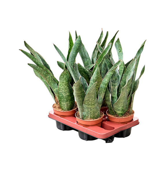 Taščin jezik - Taščin jezik - Sanseveria aubrytiana 4/tray 4SAAUTU23