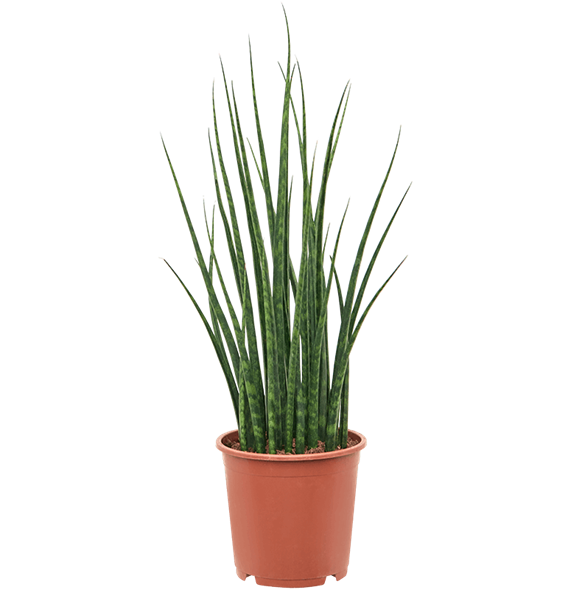Taščin jezik - Taščin jezik - Sanseveria cylindrica 'Fernwood Mikado' 4SAFMTU21