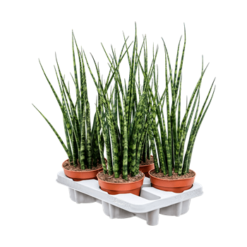 Taščin jezik - Taščin jezik - Sanseveria cylindrica 'Fernwood Mikado' 4/tray 4SAFMTU14
