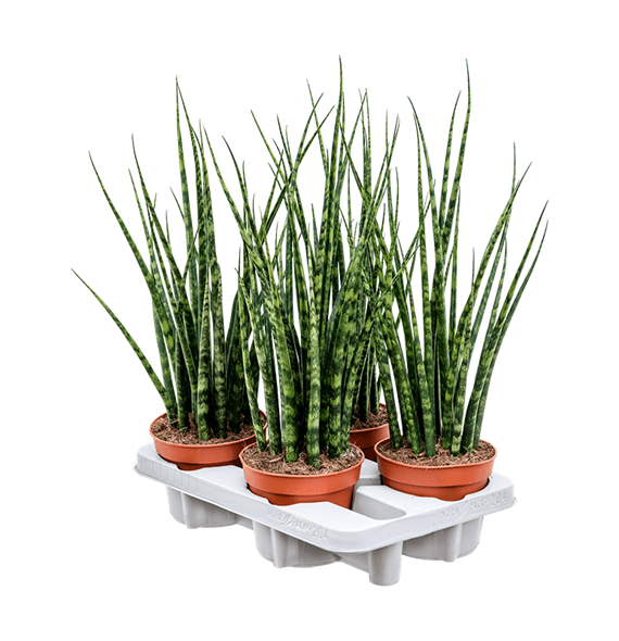 Taščin jezik - Taščin jezik - Sanseveria cylindrica 'Fernwood Mikado' 4/tray 4SAFMTU14