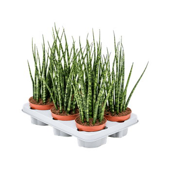 Taščin jezik - Taščin jezik - Sanseveria cylindrica 'Fernwood Mikado' 6/tray 4SAFMTU12