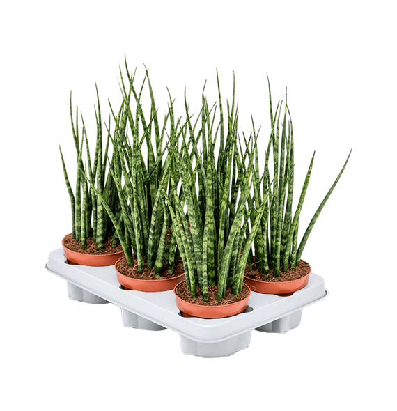 Taščin jezik - Taščin jezik - Sanseveria cylindrica 'Fernwood Mikado' 6/tray 4SAFMTU12
