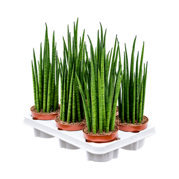 Taščin jezik - Taščin jezik - Sanseveria cylindrica 'Mikado' 6/tray 4SAMIBP12
