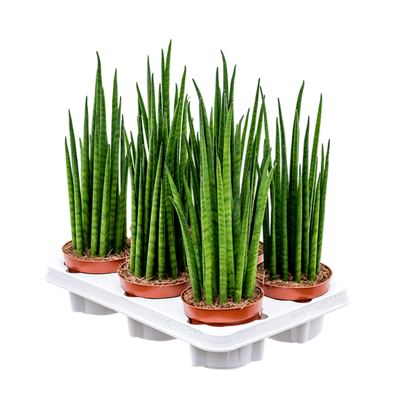 Taščin jezik - Taščin jezik - Sanseveria cylindrica 'Mikado' 6/tray 4SAMIBP12