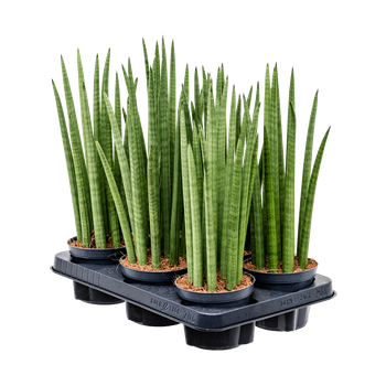 Taščin jezik - Taščin jezik - Sanseveria cylindrica 'Spikes' 6/tray 4SASPTU00