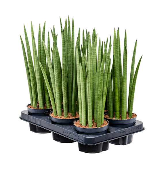 Taščin jezik - Taščin jezik - Sanseveria cylindrica 'Spikes' 6/tray 4SASPTU00