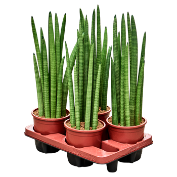 Taščin jezik - Taščin jezik - Sanseveria cylindrica 'Tower' 4/tray 4SACYTU43