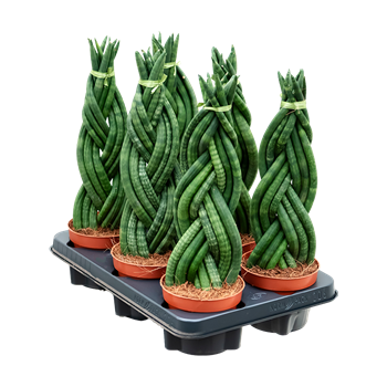 Taščin jezik - Taščin jezik - Sanseveria cylindrica 6/tray 4SACYBP12