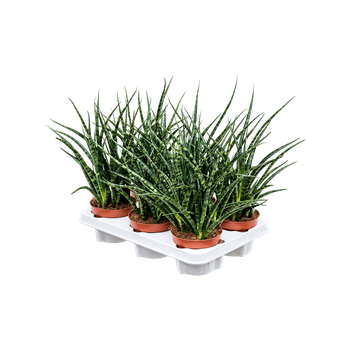 Taščin jezik - Taščin jezik - Sanseveria kirkii 'Fernwood Punk' 6/tray 4SAFPBP12