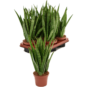 Taščin jezik - Taščin jezik - Sanseveria kirkii 6/tray 4SAKIBU13