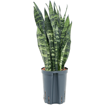 Taščin jezik - Taščin jezik - Sanseveria trifasciata 'Black Coral' 1SACBTU15