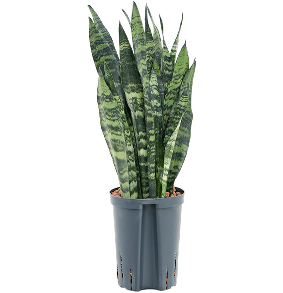 Taščin jezik - Taščin jezik - Sanseveria trifasciata 'Black Coral' 1SACBTU15