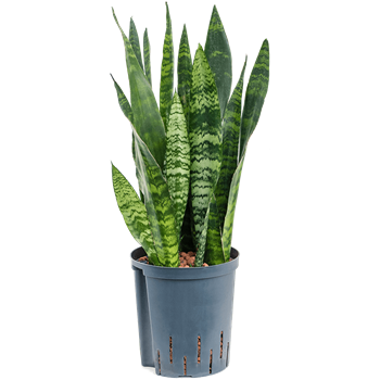 Taščin jezik - Taščin jezik - Sanseveria trifasciata 'Black Coral' 1SACBTU20