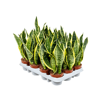 Taščin jezik - Taščin jezik - Sanseveria trifasciata 'Futura Superba' 12/tray 4SAFSTU09