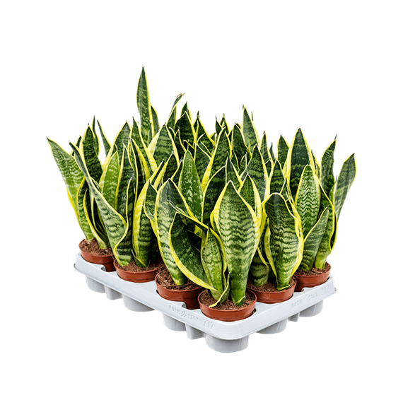Taščin jezik - Taščin jezik - Sanseveria trifasciata 'Futura Superba' 12/tray 4SAFSTU09