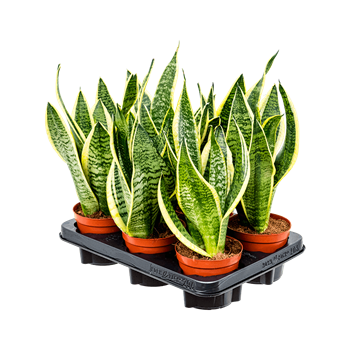 Taščin jezik - Taščin jezik - Sanseveria trifasciata 'Futura Superba' 6/tray 4SAFSBP11