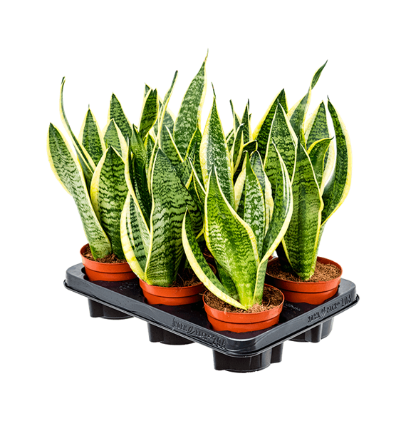 Taščin jezik - Taščin jezik - Sanseveria trifasciata 'Futura Superba' 6/tray 4SAFSBP11
