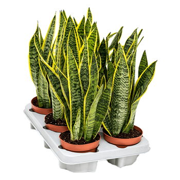 Taščin jezik - Taščin jezik - Sanseveria trifasciata 'Laurentii' 6/tray 4SALABP12