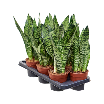 Taščin jezik - Taščin jezik - Sanseveria zeylanica 7/tray 4SAZEBP45
