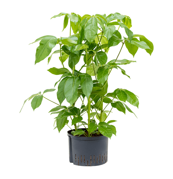 Šeflera actinophylla 'Amate' 1SCAM3T10