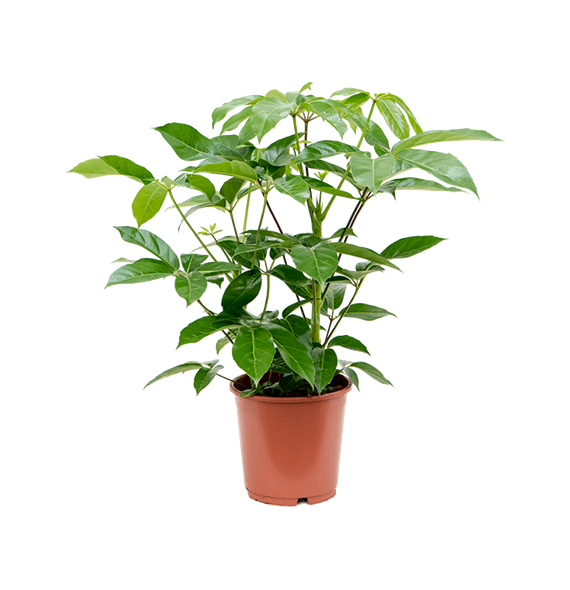Šeflera actinophylla 'Amate' 4SCAMBU08