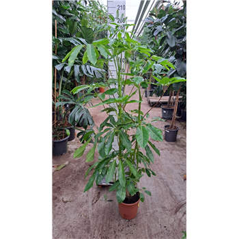 Šeflera actinophylla 'Amate' F00007229