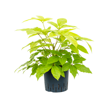 Šeflera actinophylla 'Golden Amate' 1SCGATU22