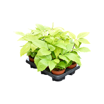 Šeflera actinophylla 'Golden Amate' 6/tray 4SCGABP10