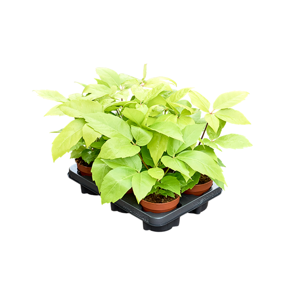 Šeflera actinophylla 'Golden Amate' 6/tray 4SCGABP10