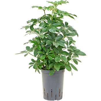 Šeflera arboricola 'Compacta' 1SCARBU16