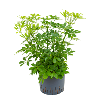 Šeflera arboricola 'Compacta' 1SCARBU25