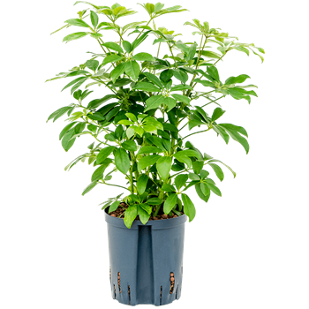 Šeflera arboricola 'Compacta' 1SCARBU21