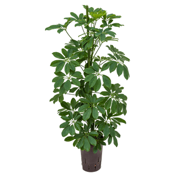 Šeflera arboricola 'Compacta' 1SCAR2T10