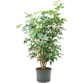 Šeflera arboricola 'Compacta' 1SCARVT03
