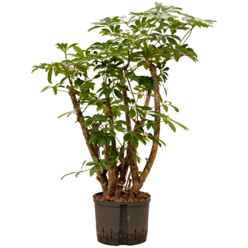 Šeflera arboricola 'Compacta' 1SCARSS19