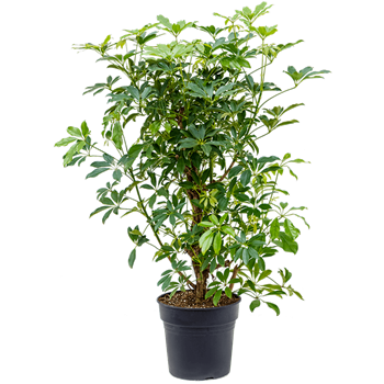 Šeflera arboricola 'Compacta' 4SCARVT28