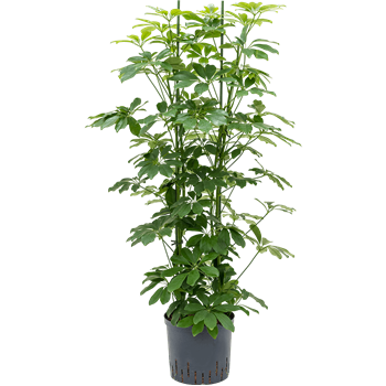 Šeflera arboricola 'Compacta' 1SCARTU04