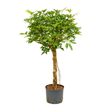 Šeflera arboricola 'Compacta' 1SCARSX05