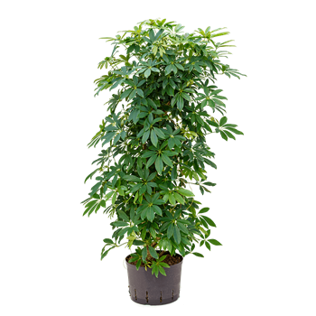 Šeflera arboricola 'Compacta' 1SCARSS22