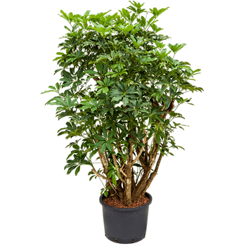 Šeflera arboricola 'Compacta' 1SCARVT15
