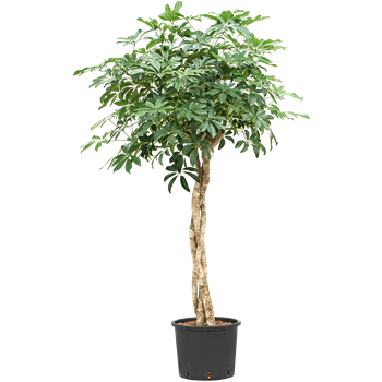 Šeflera arboricola 'Compacta' 1SCARGS28