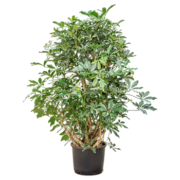 Šeflera arboricola 'Compacta' 1SCARVT05