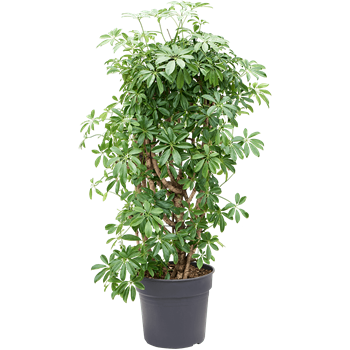 Šeflera arboricola 'Compacta' 4SCARSS44
