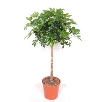 Šeflera arboricola 'Compacta' F00004941
