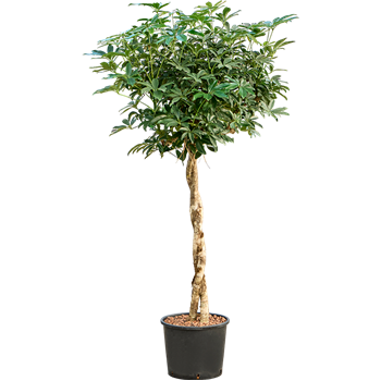Šeflera arboricola 'Compacta' 1SCARTW09
