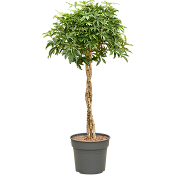 Šeflera arboricola 'Compacta' 4SCARGS66