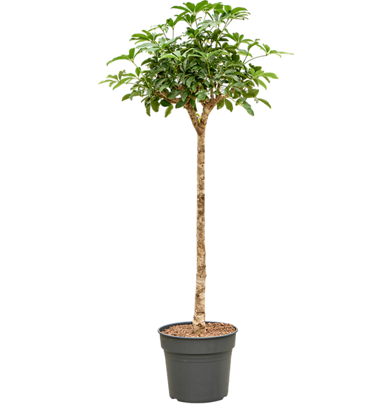 Šeflera arboricola 'Compacta' 4SCARRS10