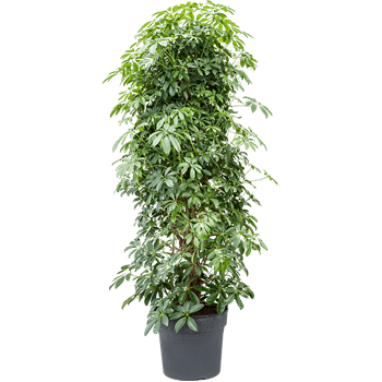 Šeflera arboricola 'Compacta' 4SCARSS46